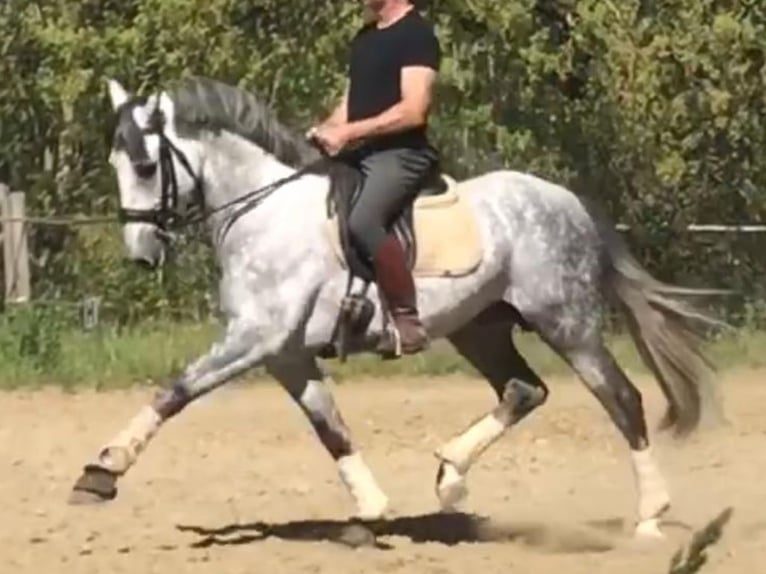 PRE Mestizo Semental 8 años 165 cm Tordo in Navas Del Madroño