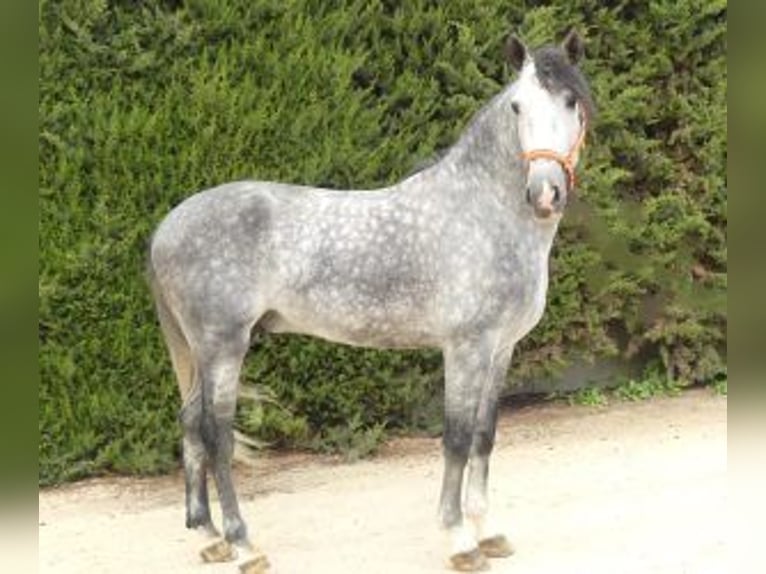 PRE Mestizo Semental 8 años 165 cm Tordo in Sevilla