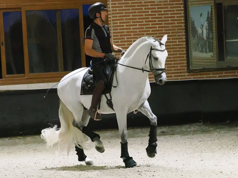 PRE Mestizo Semental 8 años 165 cm Tordo in Navas Del Madroño