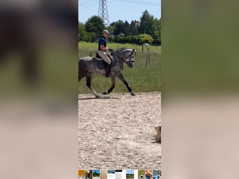 PRE Mestizo Semental 8 años 165 cm Tordo rodado in Zakrzów