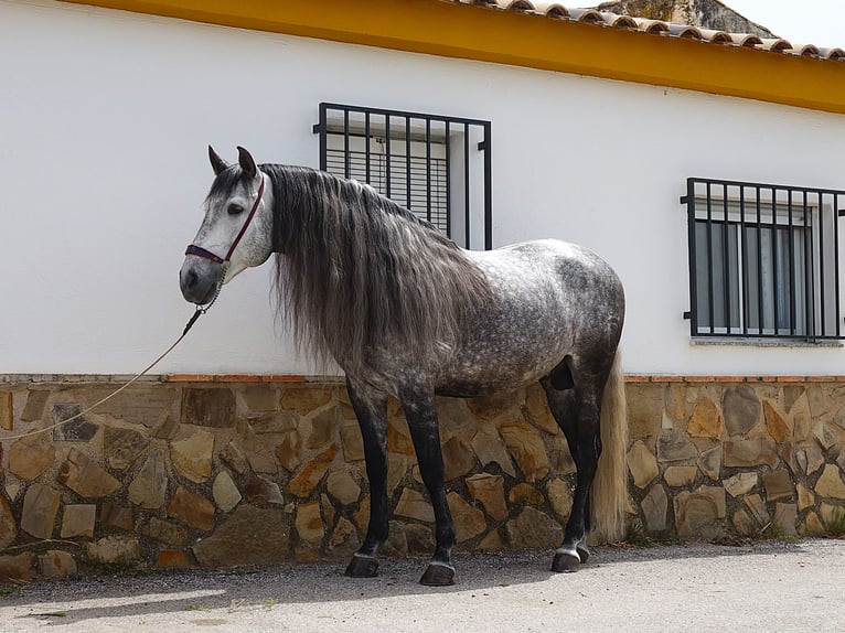 PRE Mestizo Semental 8 años 166 cm Tordo in Coin
