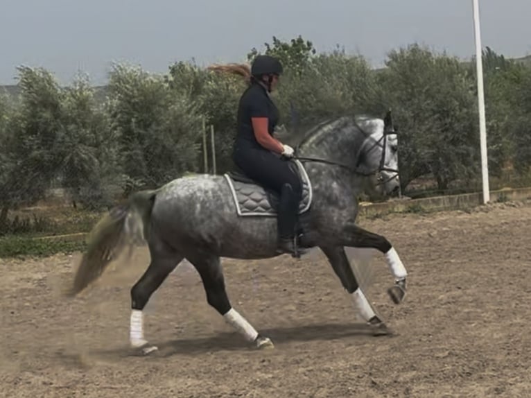 PRE Mestizo Semental 8 años 166 cm Tordo in Coin