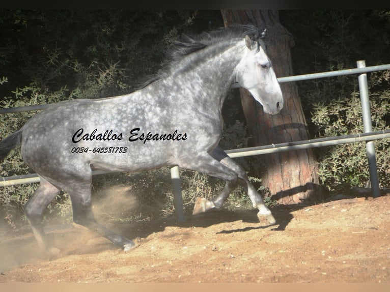 PRE Mestizo Semental 8 años 166 cm Tordo rodado in Vejer de la Frontera