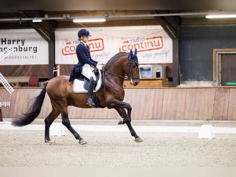 PRE Mestizo Semental 8 años 167 cm Castaño in Vinkeveen