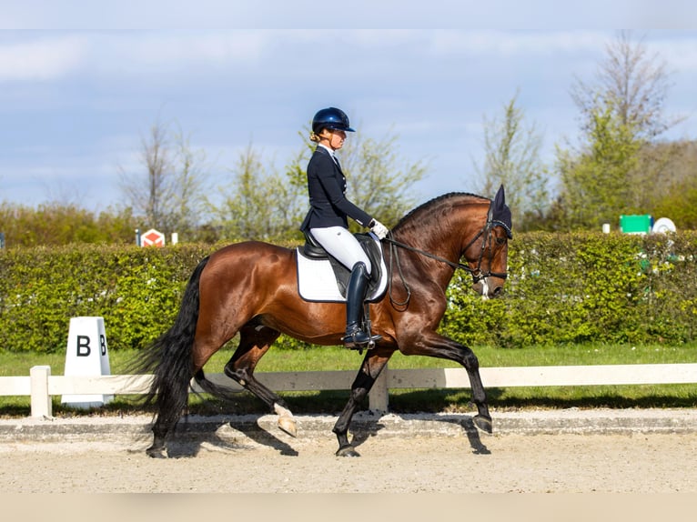 PRE Mestizo Semental 8 años 167 cm Castaño in Vinkeveen