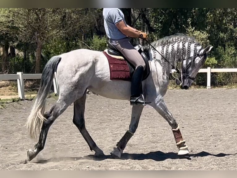 PRE Semental 8 años 167 cm Tordo in Barcelona