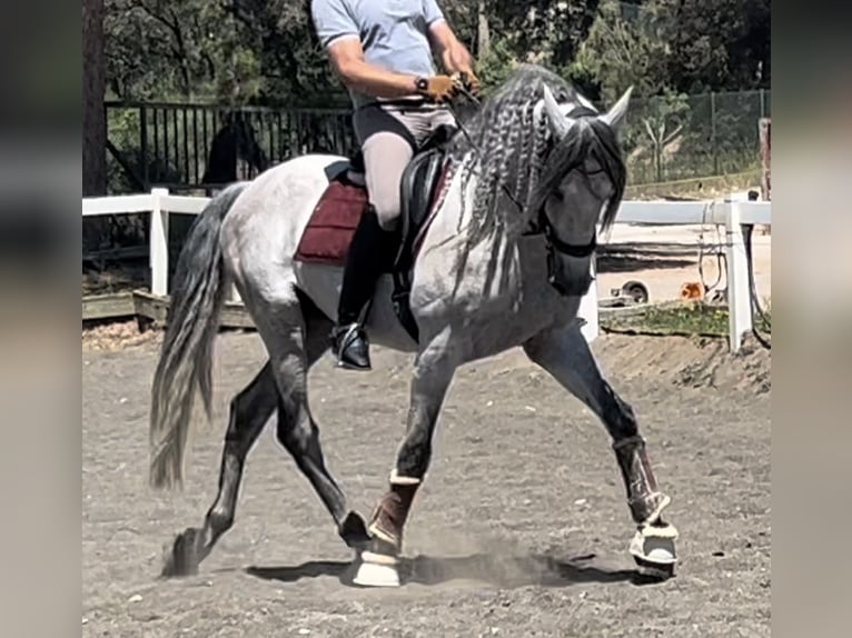 PRE Semental 8 años 167 cm Tordo in Barcelona