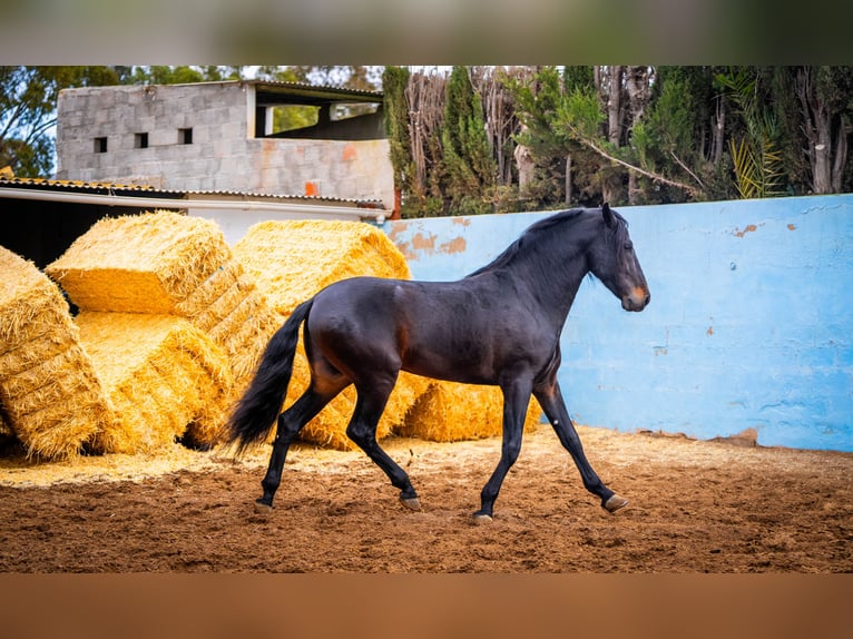 PRE Mestizo Semental 8 años 168 cm Negro in Valencia