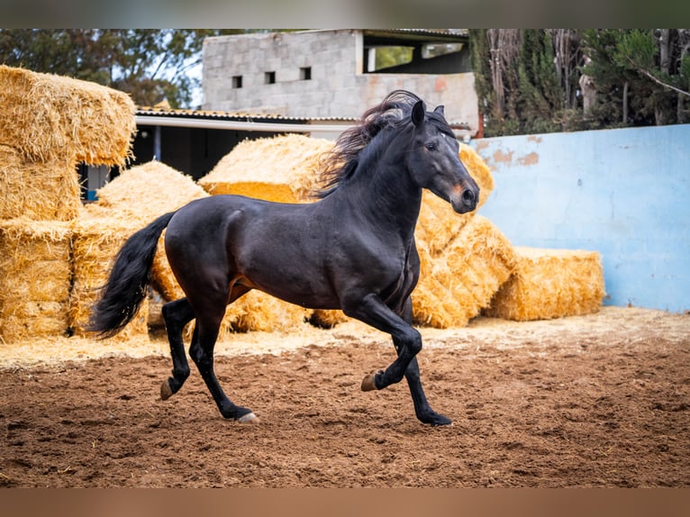 PRE Mestizo Semental 8 años 168 cm Negro in Valencia