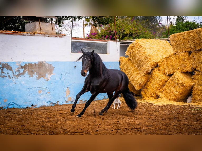 PRE Mestizo Semental 8 años 168 cm Negro in Valencia