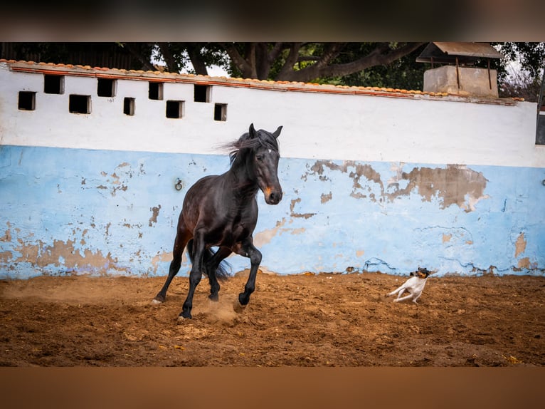 PRE Mestizo Semental 8 años 168 cm Negro in Valencia