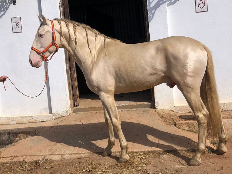 PRE Semental 8 años 168 cm Perlino in Sottrum