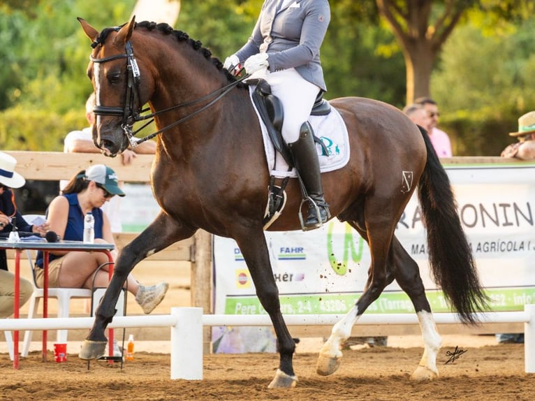 PRE Mestizo Semental 8 años 170 cm Castaño in Navas Del Madro&#xF1;o