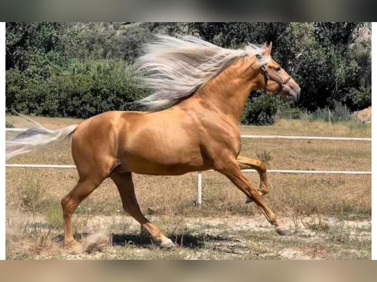 PRE Mestizo Semental 8 años 170 cm Palomino in Martfeld