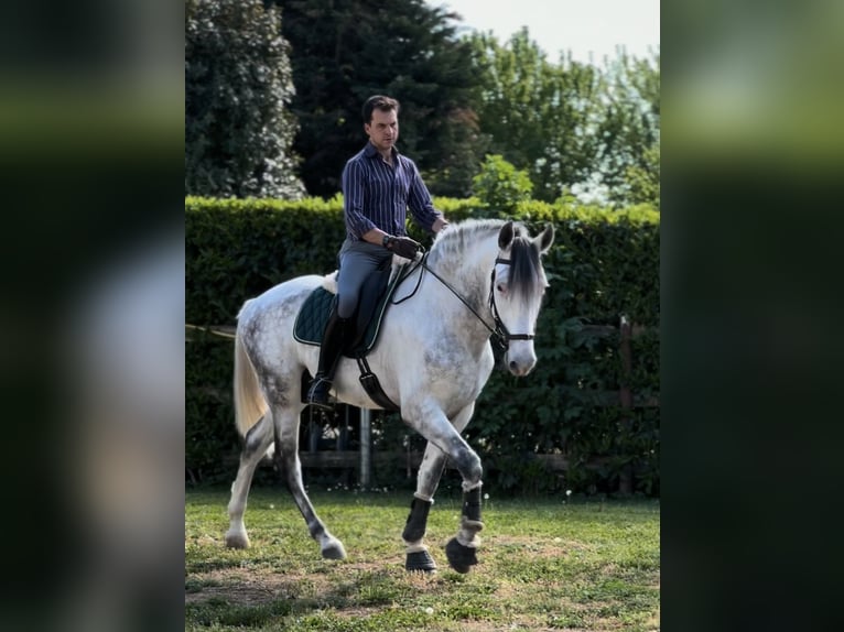 PRE Semental 8 años 170 cm Tordo in Rovello porro