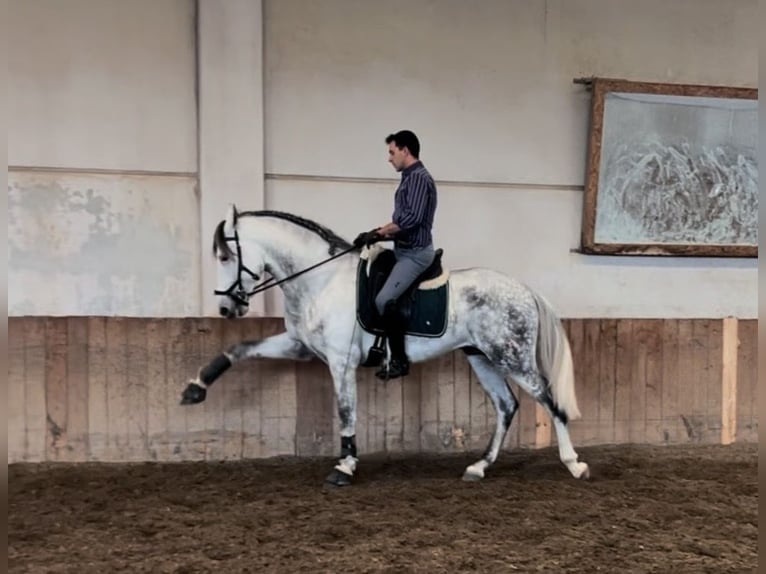 PRE Semental 8 años 170 cm Tordo in Rovello porro