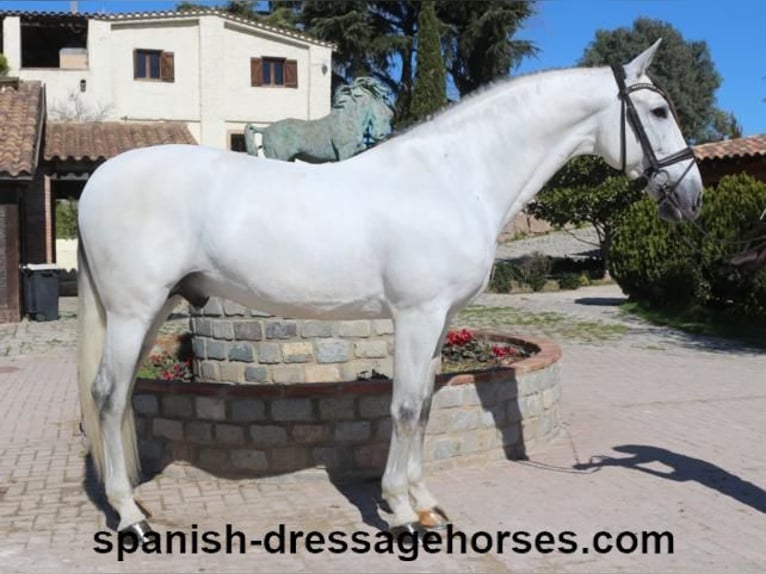 PRE Mestizo Semental 8 años 171 cm Tordo in Barcelona