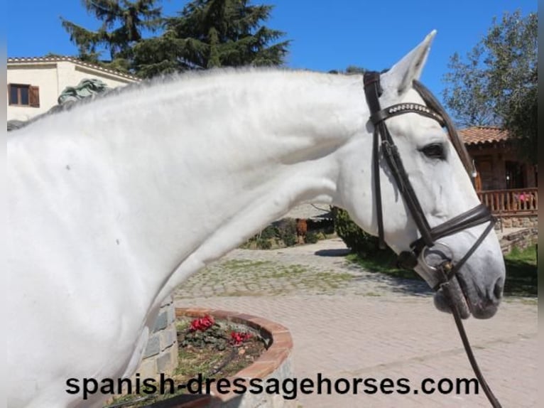 PRE Mestizo Semental 8 años 171 cm Tordo in Barcelona