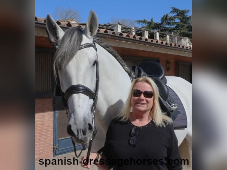 PRE Mestizo Semental 8 años 171 cm Tordo in Barcelona