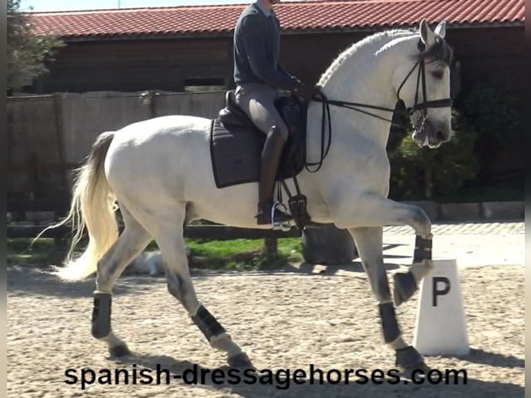 PRE Mestizo Semental 8 años 171 cm Tordo in Barcelona