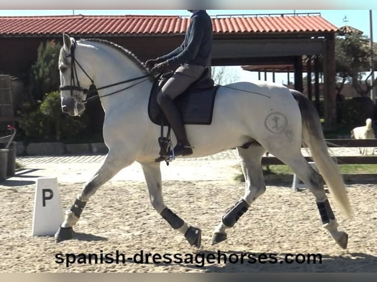 PRE Mestizo Semental 8 años 171 cm Tordo in Barcelona