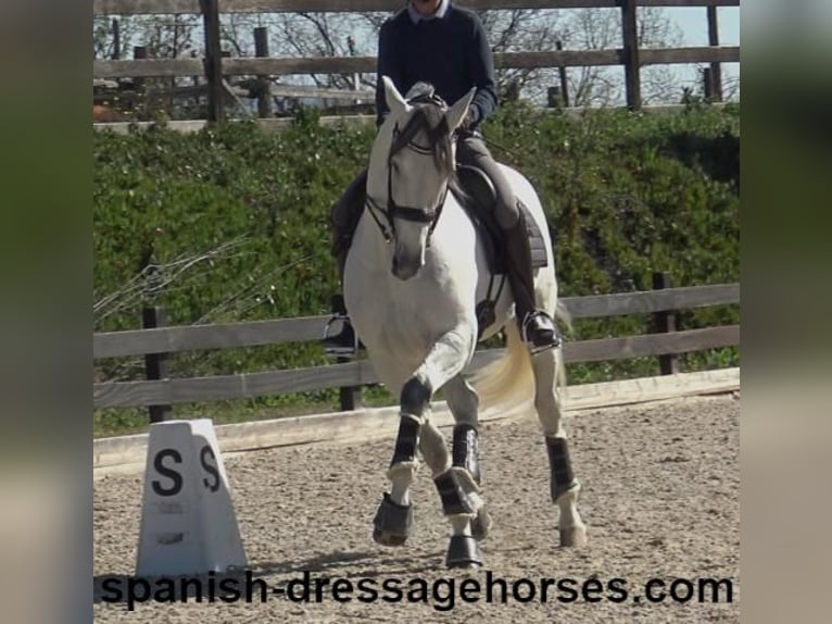 PRE Mestizo Semental 8 años 171 cm Tordo in Barcelona