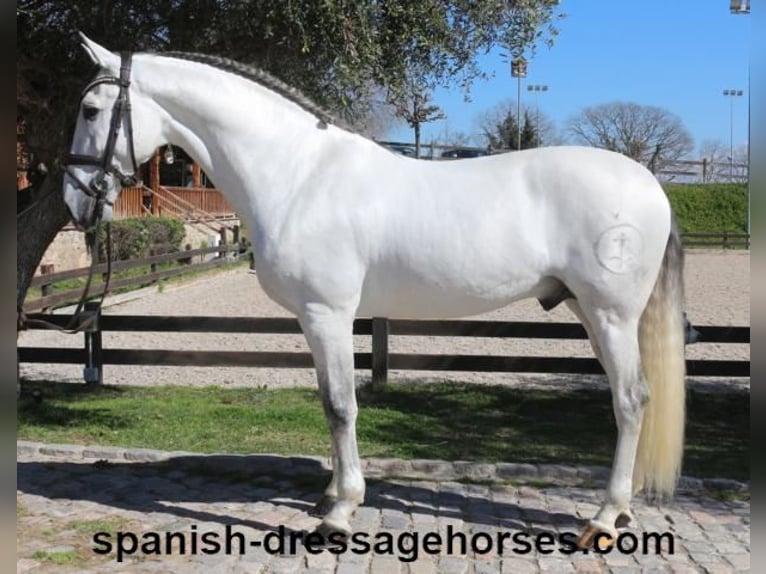 PRE Mestizo Semental 8 años 171 cm Tordo in Barcelona