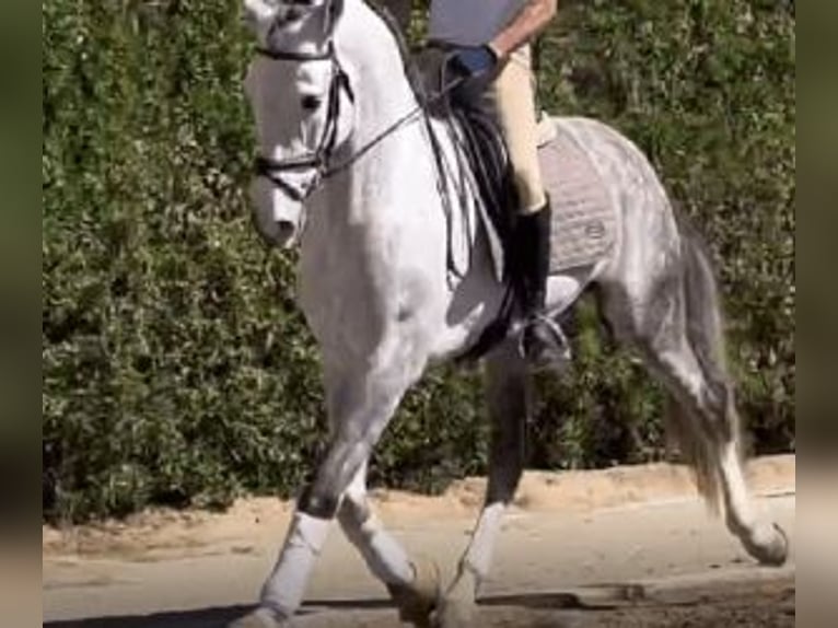 PRE Mestizo Semental 8 años 171 cm Tordo in Murcia