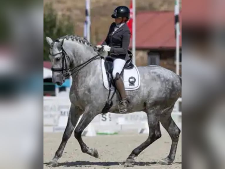 PRE Mestizo Semental 8 años 172 cm Tordo in Sitges