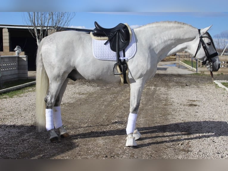 PRE Mestizo Semental 8 años 173 cm Tordo in Velilla De San Antonio