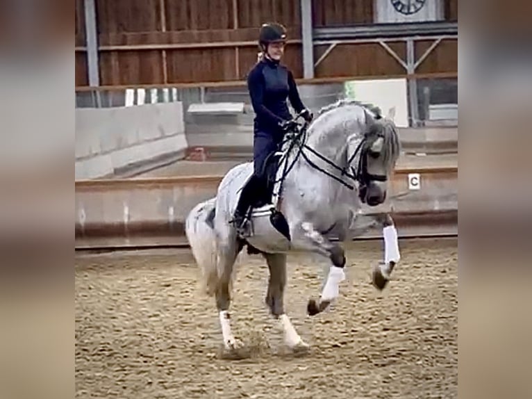 PRE Mestizo Semental 8 años 173 cm Tordo picazo in Valencia