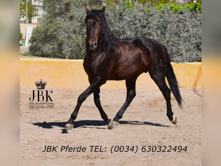 PRE Mestizo Semental 8 años 174 cm Castaño in Tabernas Almeria