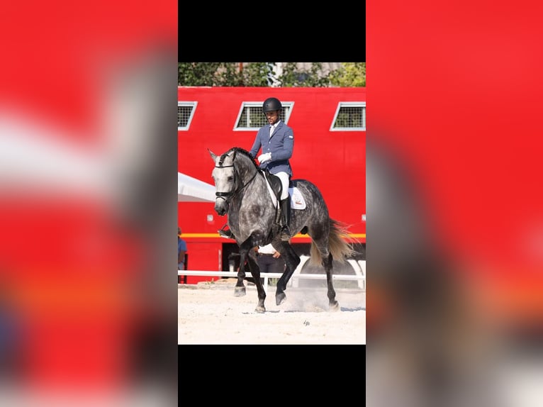 PRE Mestizo Semental 8 años 174 cm Tordo in Caravaca De La Cruz