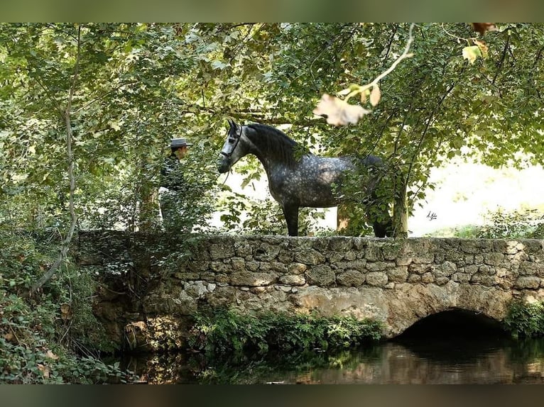 PRE Mestizo Semental 8 años 174 cm Tordo in Caravaca De La Cruz