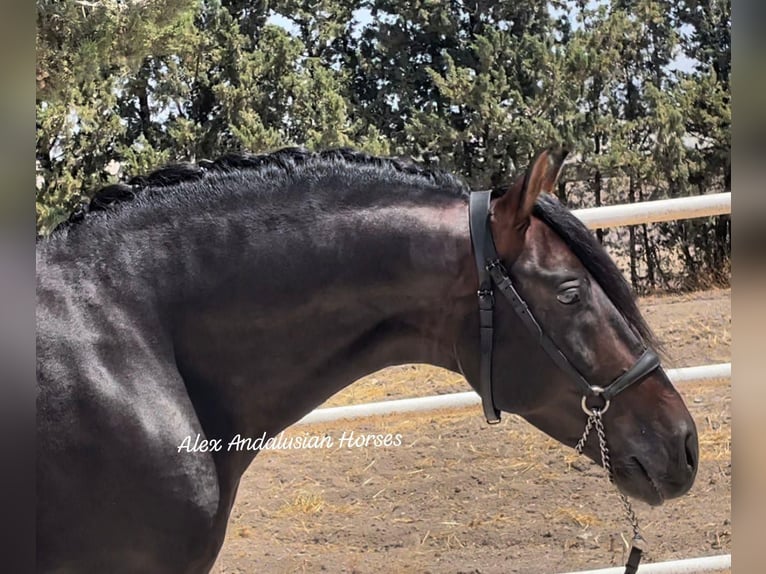 PRE Mestizo Semental 9 años 158 cm Castaño in Sevilla