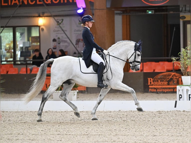 PRE Semental 9 años 160 cm in Vinkeveen