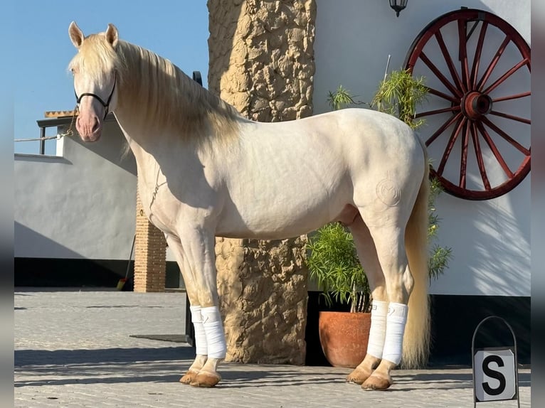 PRE Mestizo Semental 9 años 160 cm Cremello in Valencia