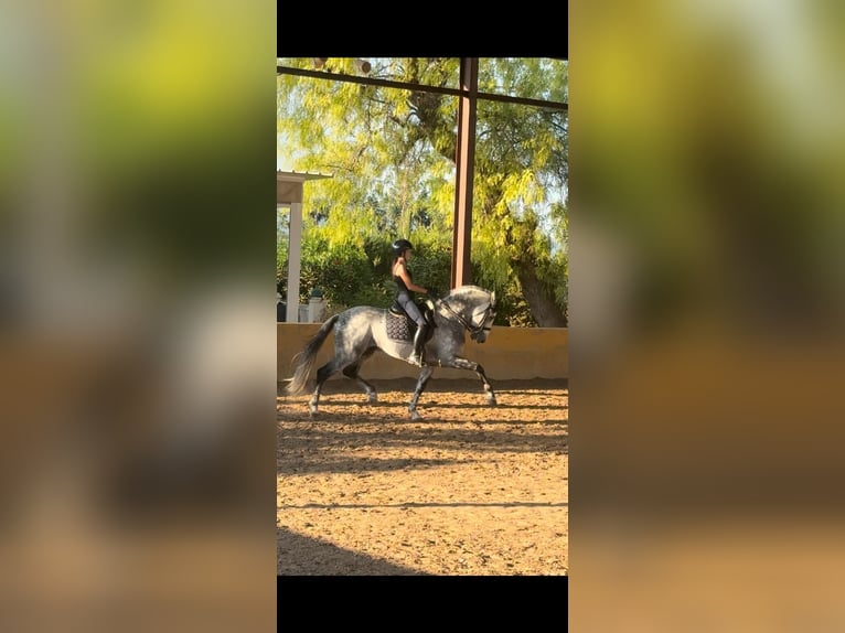 PRE Semental 9 años 160 cm Tordo rodado in Betera