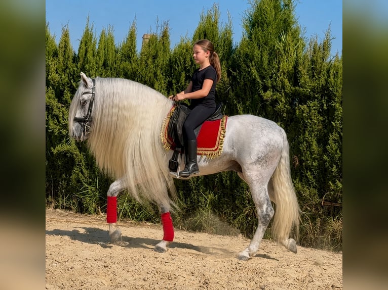 PRE Semental 9 años 161 cm Tordo in Jerez de la Frontera