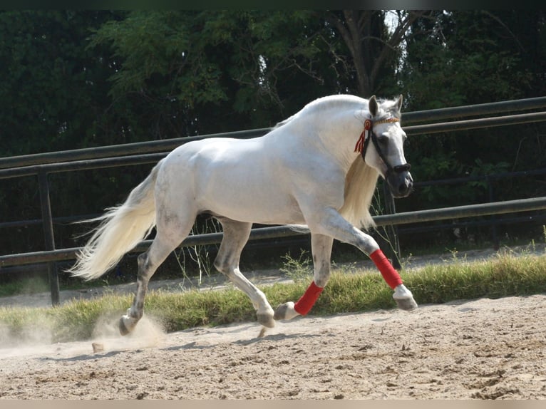 PRE Semental 9 años 161 cm Tordo in Jerez de la Frontera