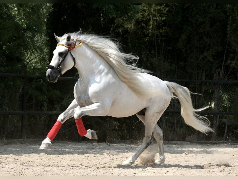PRE Semental 9 años 161 cm Tordo in Jerez de la Frontera