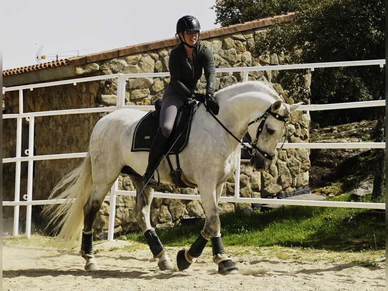 PRE Mestizo Semental 9 años 161 cm White/Blanco in MADRID