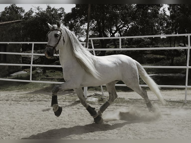 PRE Mestizo Semental 9 años 161 cm White/Blanco in MADRID