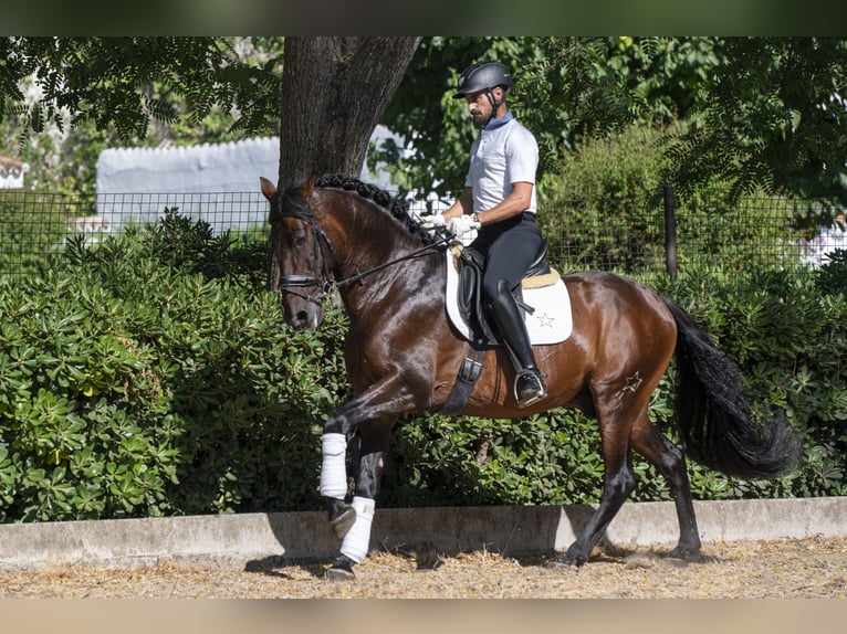 PRE Mestizo Semental 9 años 162 cm Castaño oscuro in Saint-Laurent-de-Ceris