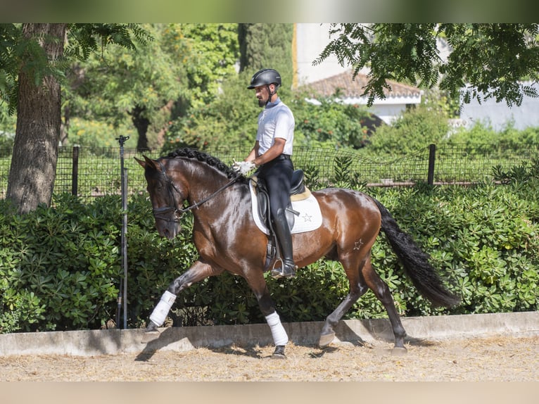 PRE Mestizo Semental 9 años 162 cm Castaño oscuro in Saint-Laurent-de-Ceris