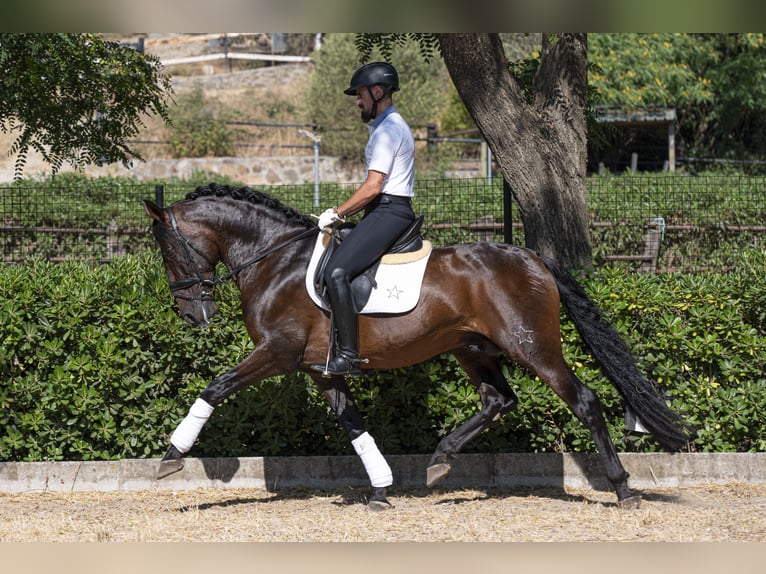 PRE Mestizo Semental 9 años 162 cm Castaño oscuro in Saint-Laurent-de-Ceris