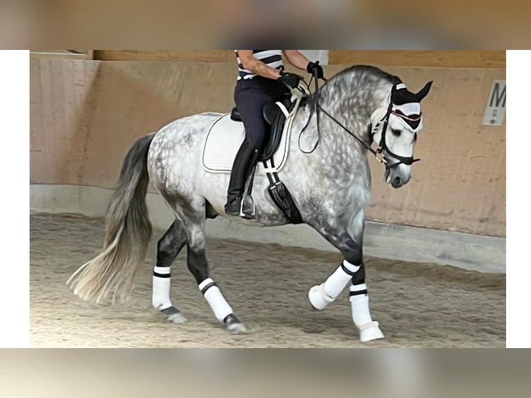 PRE Mestizo Semental 9 años 162 cm Tordo in NAVAS DEL MADRONO