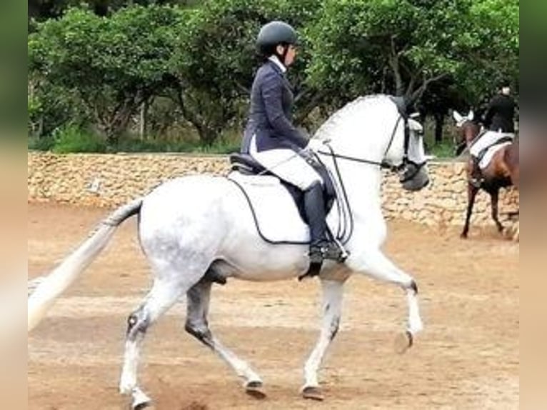 PRE Mestizo Semental 9 años 163 cm Tordo in Alicante