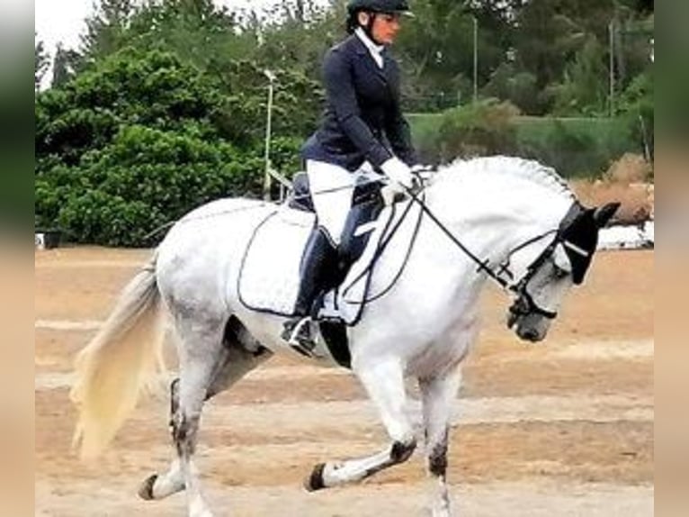 PRE Mestizo Semental 9 años 163 cm Tordo in Alicante