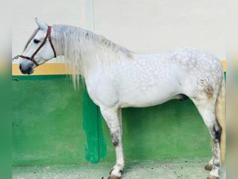 PRE Mestizo Semental 9 años 163 cm Tordo in Alicante